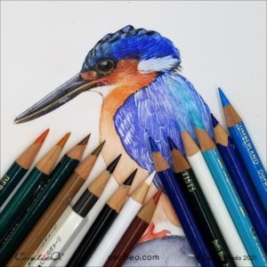 How to Draw Realistic: Kingfisher with Colored Pencils