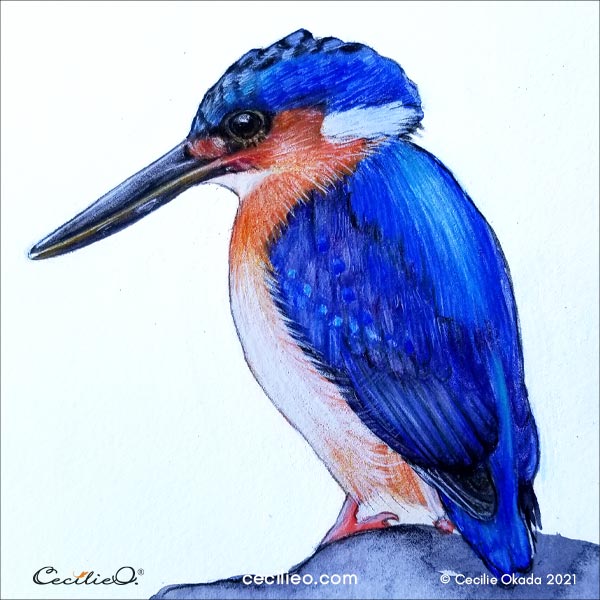 The completed kingfisher. realistic drawing with colored pencils on a base of watercolor. 