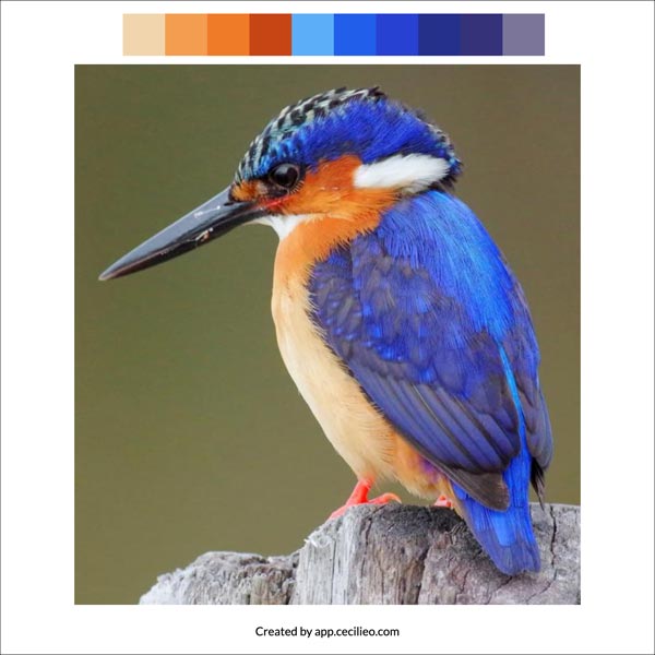 Selecting the color palette with the color palette from image tool. 