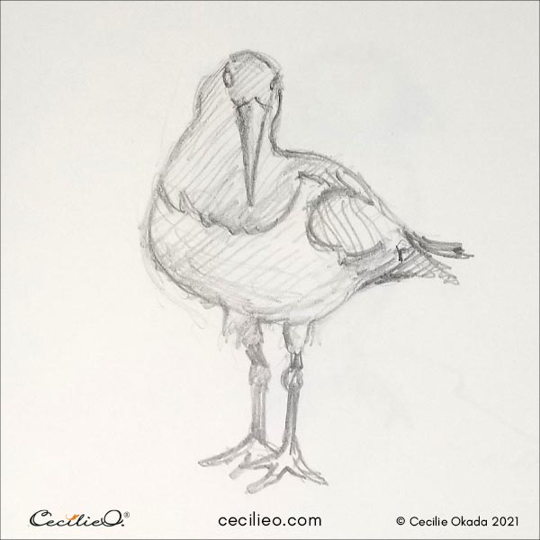 Oystercatcher bird sketch