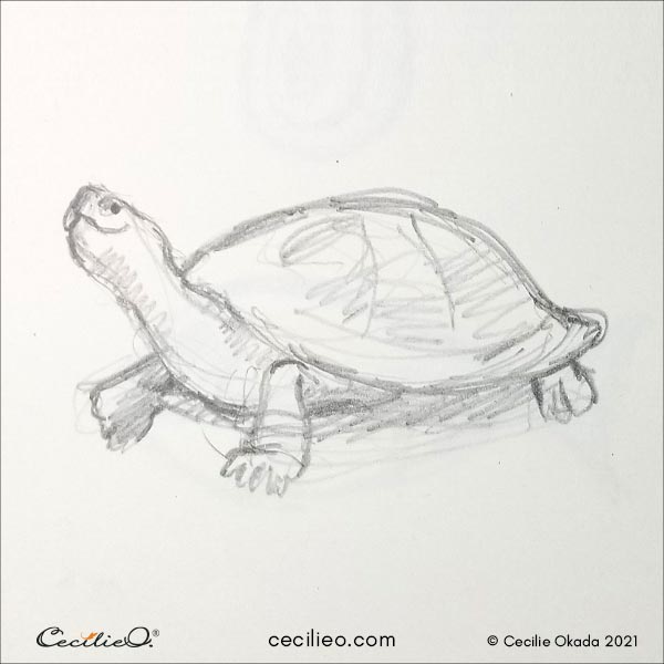 Turtle sketch