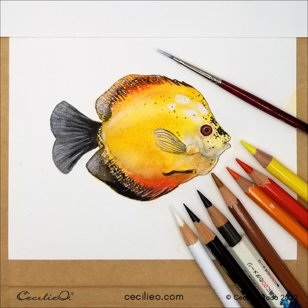 Refining the fish watercolor with colored pencils. 