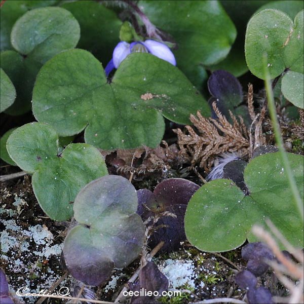 Leaves of blue hepatica flowers.