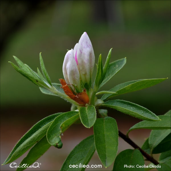 
Photo of azalea flower buds.