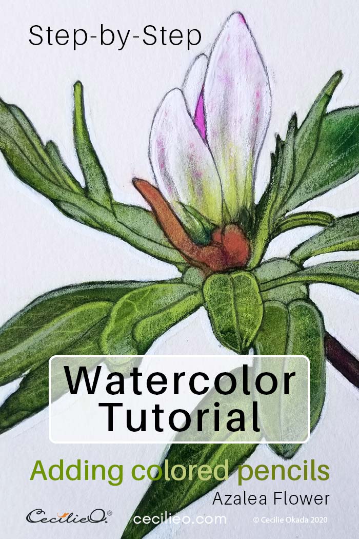 How to watercolor a humble azalea flower bud.