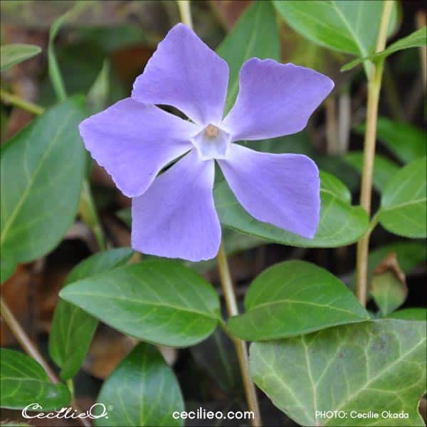 Blue periwinkle flower reference photo.