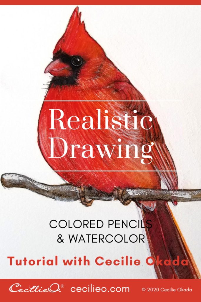 Tutorial on how to draw a red cardinal in stunning detail with colored pencils, on a watercolor base. Free outline to download.