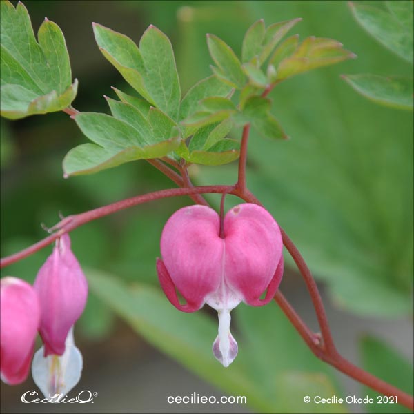 Reference photo for watercolor bleeding heart tutorial. 