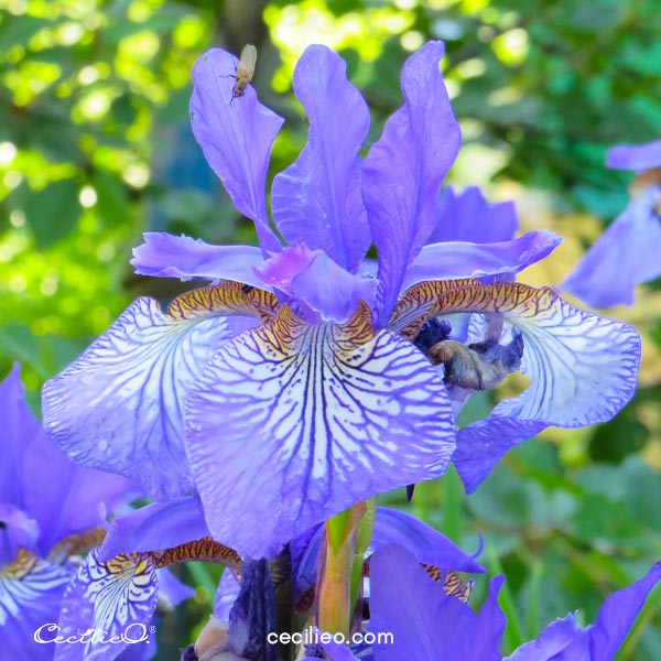 Reference photo of iris flower.