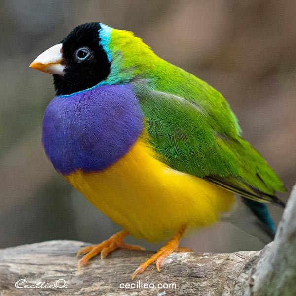 The reference photo of  a colorful finch.