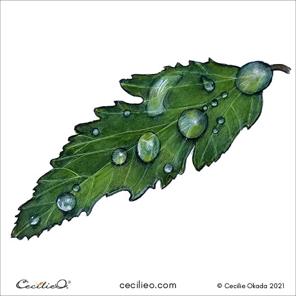 The completed watercolor water drops on a leaf, enhanced with colored pencils. 