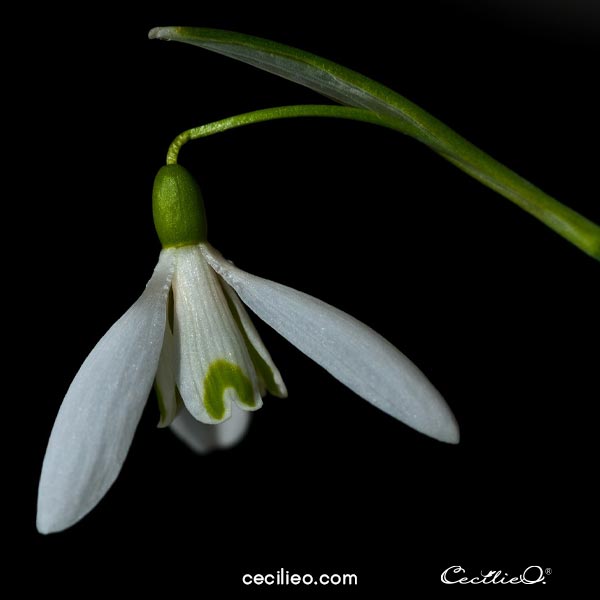 Snowdrop refrence photo.