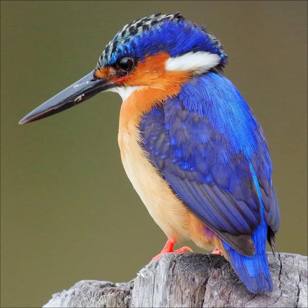 Reference photo for kingfisher tutorial