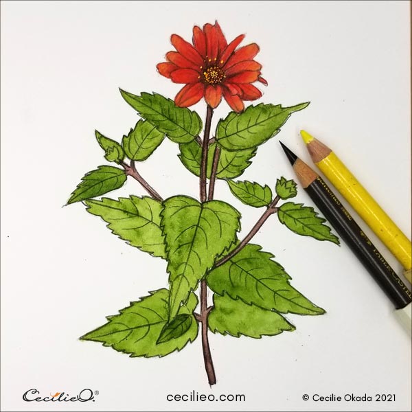Botanical hibiscus flower drawing, hibiscus flower vector art, hibiscus  flower pencil drawing. - MasterBundles