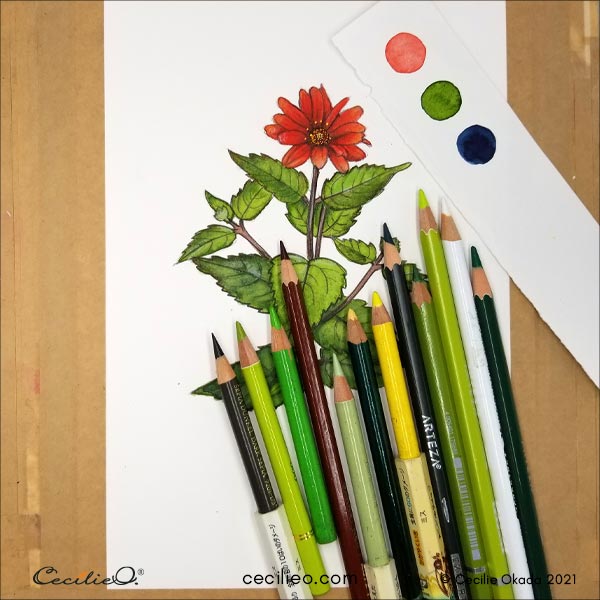 Adding details to the leaves with a variety of colored pencils.