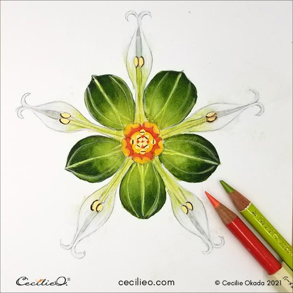 Drawing over the leaves with a light green colored pencil,, and red in the center.