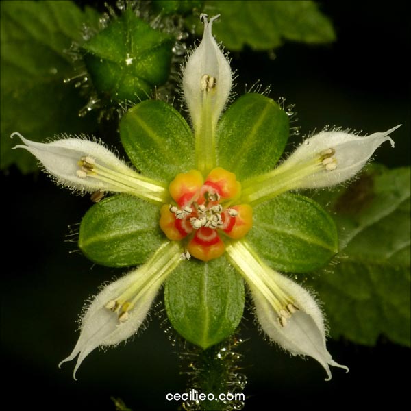 Reference photo of flower mandala.