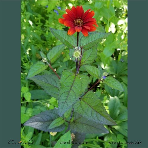 Reference photo of a red Mexican sunflower.