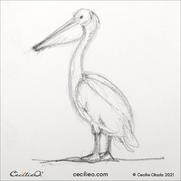 sketching ideas pelican ceciilieo