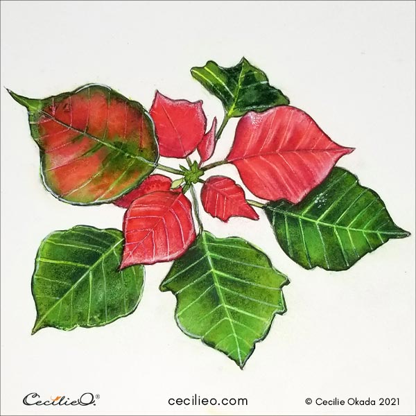 The completed watercolor poinsettia with colored pencils finish.