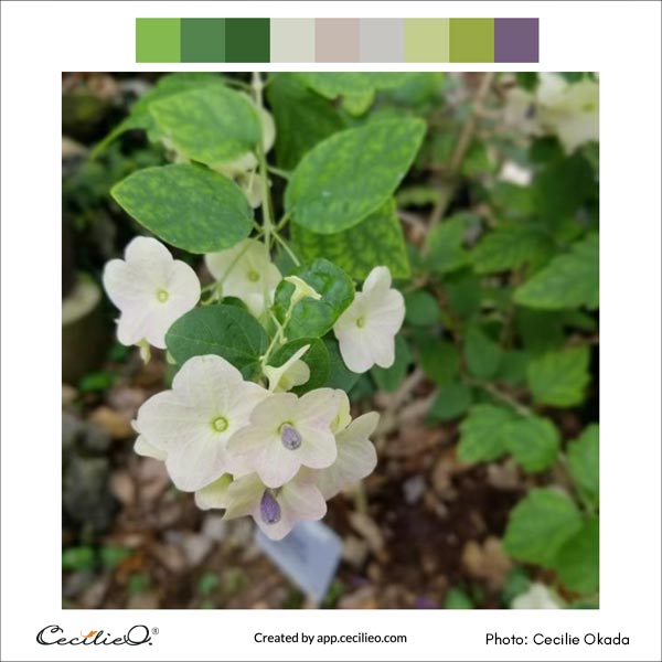 White flower color palette.