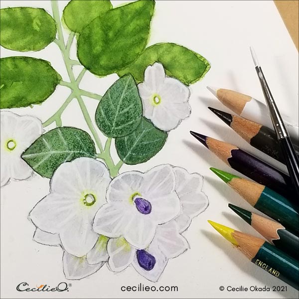 Fine-tuning with colored pencils. Watercolor pencil for the dark green leaves. 
