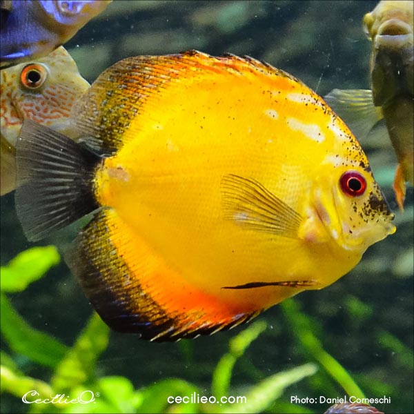 Reference photo of yellow aquarium fish.