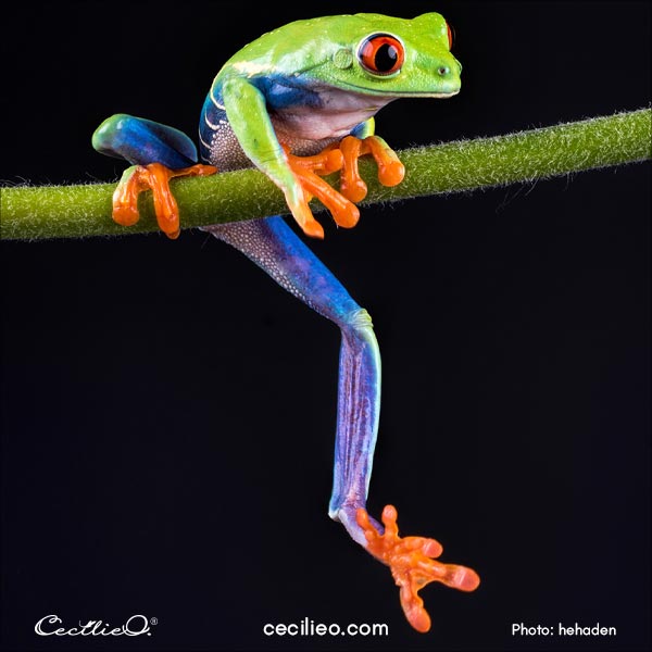 red-eyed tree frog reference photo.
