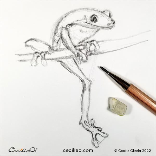 Frog Drawing Guide: 5 Simple Steps [Video + Illustrations] - BioWars-saigonsouth.com.vn