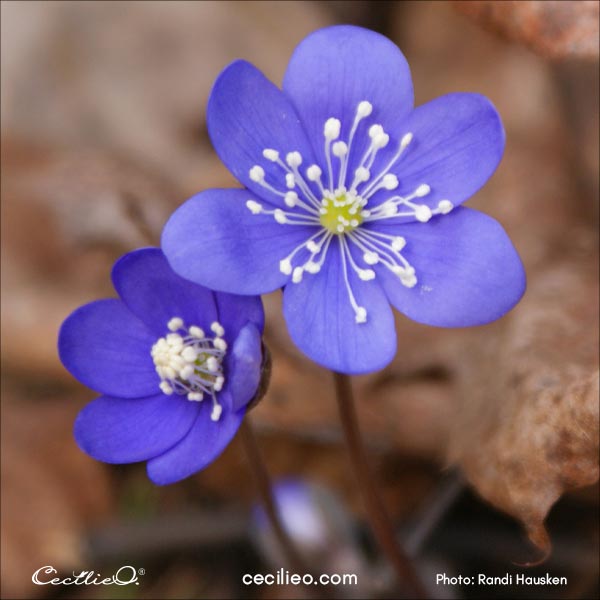 Blue hepatica reference photo 1.