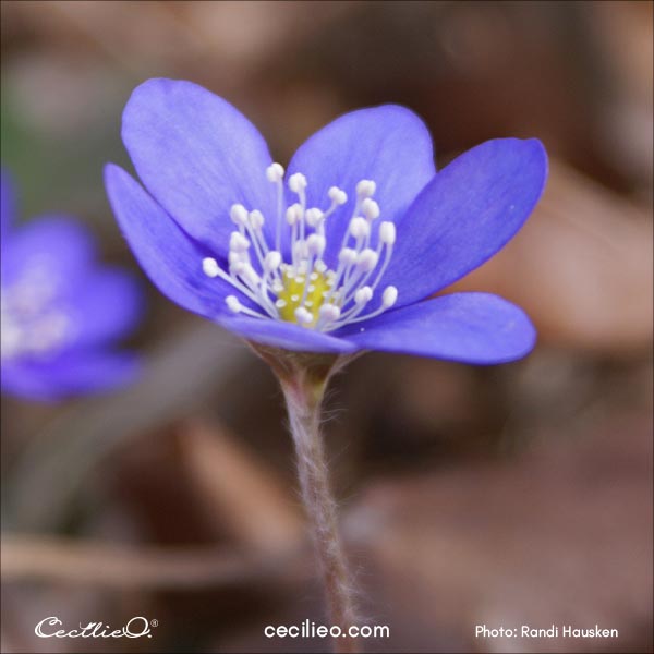 Blue hepatica reference photo 2.