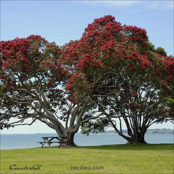 Pohutukawa trees in New Zealand