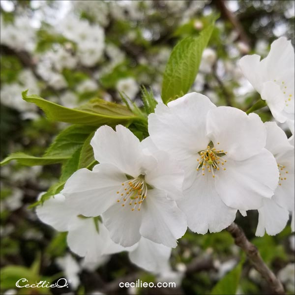 Cherry Blossom - Sakura- reference photo.