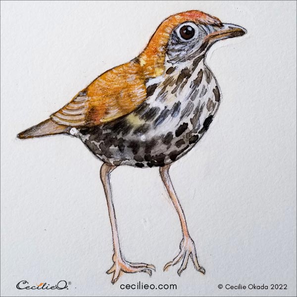 The finished watercolor painting of a little brown thrush bird.