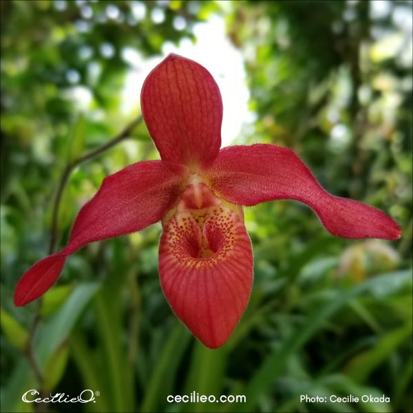Red orchid reference photo.