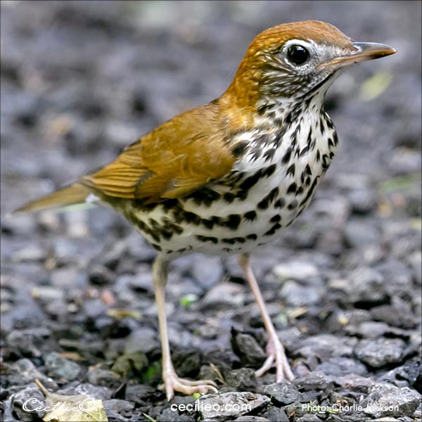 Reference photo of a wood thrush.