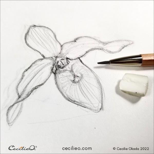 Orchid sketch.