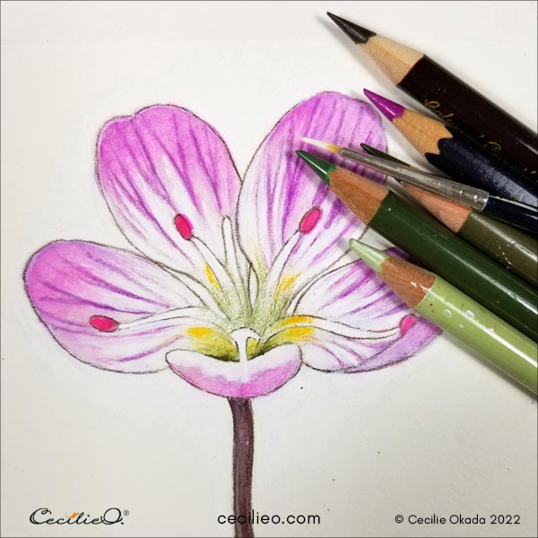 Drawing the center of the flower and adding details with regular colored pencils.