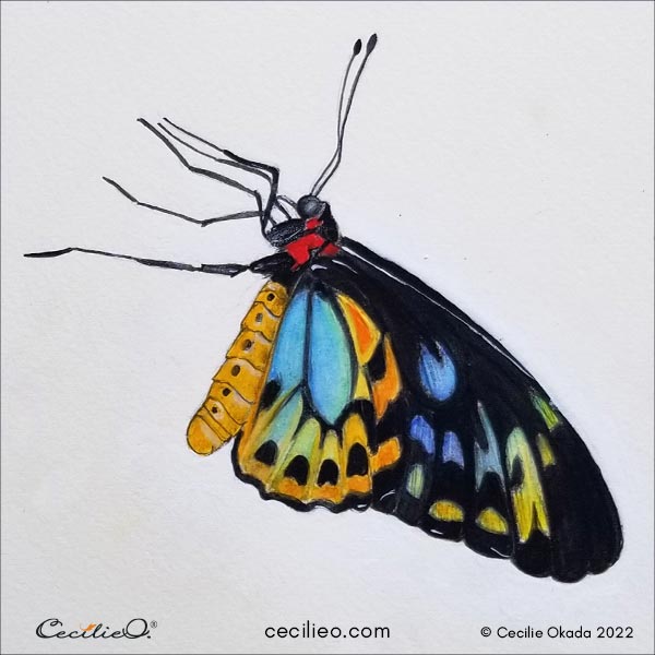 How to Draw a Butterfly: Easy Step by Step Tutorial