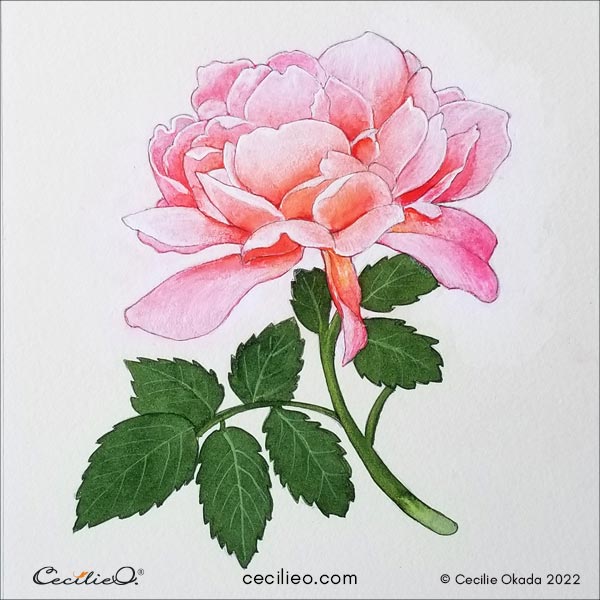 The completed watercolor painting of  a peony.