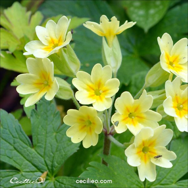 Reference photo for the primrose watercolor for beginners.