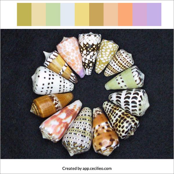 Color swatches from the shells, using our free color palette generator for artists.