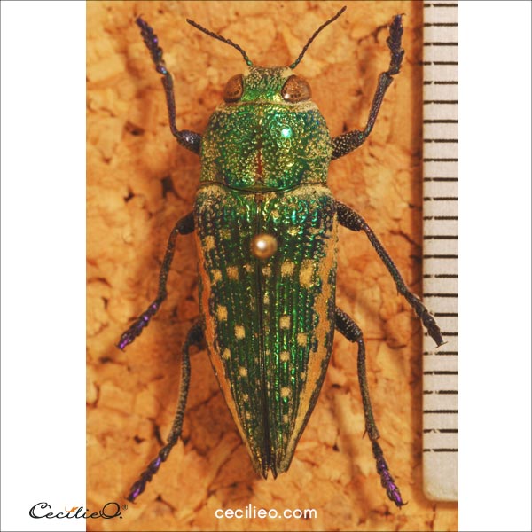 Reference photo of the jewel beetle.
