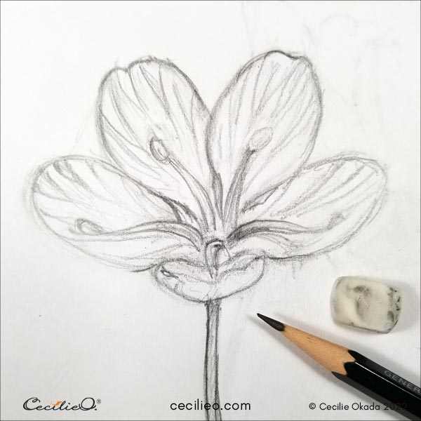 Loose sketch of the flower.