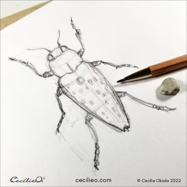 Beetle sketch.