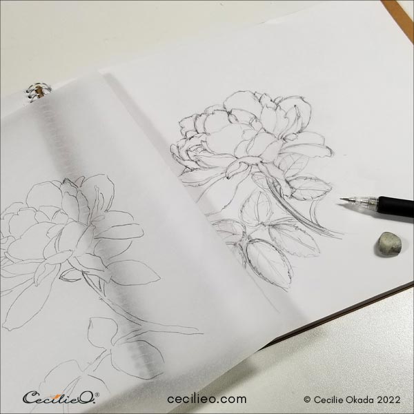 Tracing of peony photo to the left, freehand drawing to the right.