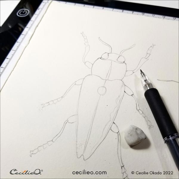 Tracing the beetle sketch onto watercolor paper, using a LED light tracing pad.