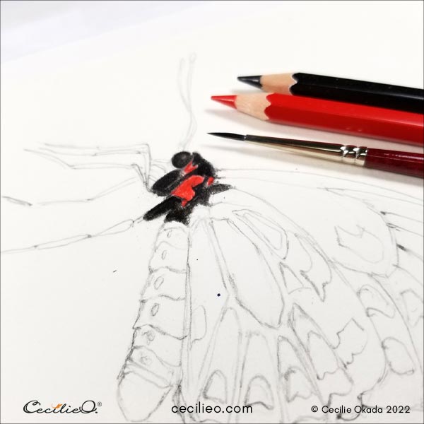 Drawing with red and black watercolor pencils, and activating with water.
