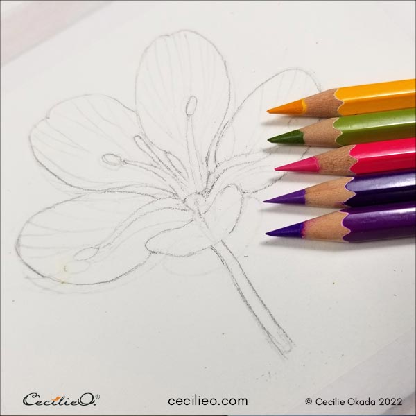 Watercolor Pencil Tutorial: A Fresh, Beautiful Flower
