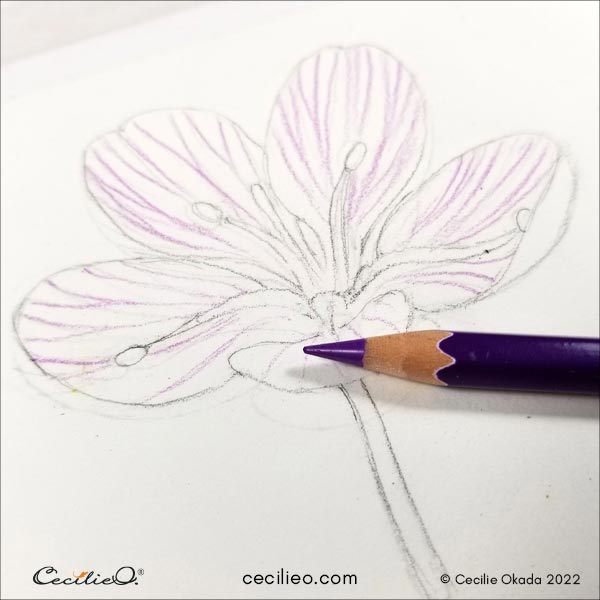 First, drawing the veiens on the petals.
